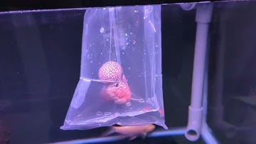 Cách thả cá la hán vào hồ mới không bị sock nước | thả cá la hán mới mua vào hồ mới | Tín surface SG