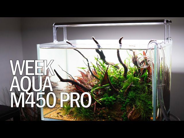 Want a more colorful aquarium with this light fixture? - Week Aqua