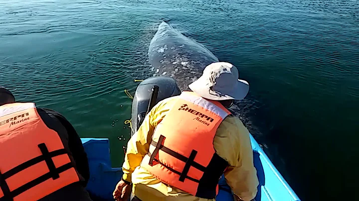 Gray whales up close