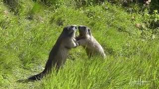 Alpine Marmots at their cutest.