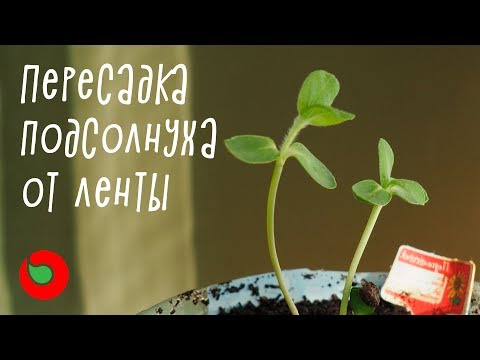 Пересаживаем подсолнух. Акция плантация.