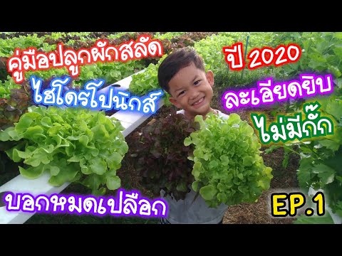 สอนปลูกผักสลัด #ไฮโดรโปนิกส์ 2020 แบบละเอียด EP.1