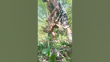 Harvesting cassava part 929 #shorts #farming #cassava #nature  #cassavaroots #cassavafarming