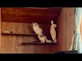 実家に慣れた猫、ついに本性を出し始めました