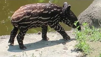 Malayantapir Youtube