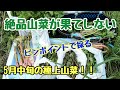 山菜が無限に生える山形県の超奥山にある仙人山へ絶品山菜採り