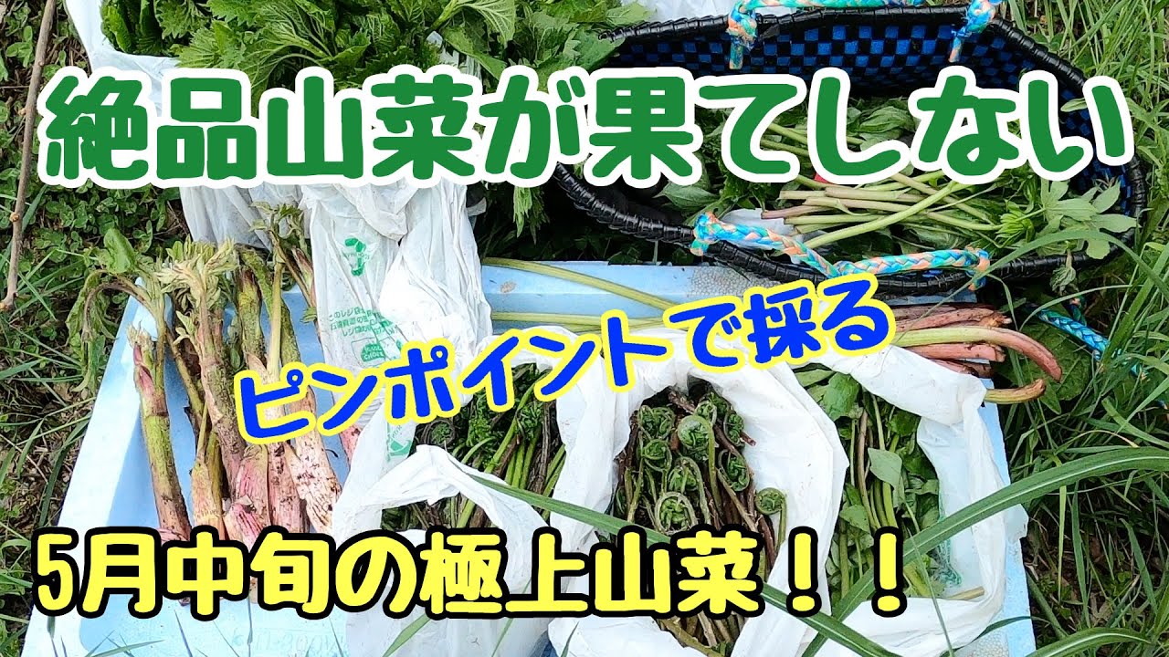 Picking exquisite wild vegetables at Mount Sennin, located deep in