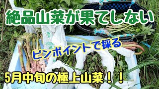 山菜が無限に生える山形県の超奥山にある仙人山へ絶品山菜採り