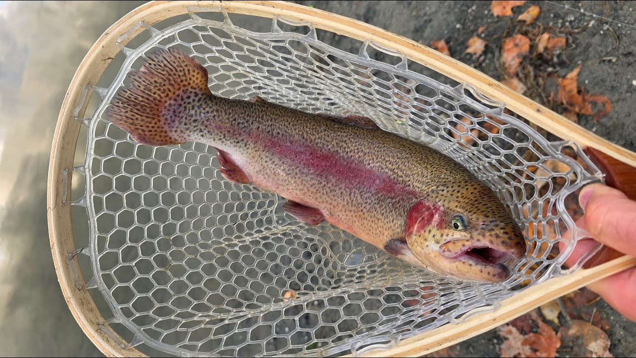 Каліфорнійська форель на приманки з Китаю /Ukrainian anglers catch California trout at Lake DelValle