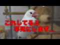 文鳥を早死にさせる飼い主のNG行為