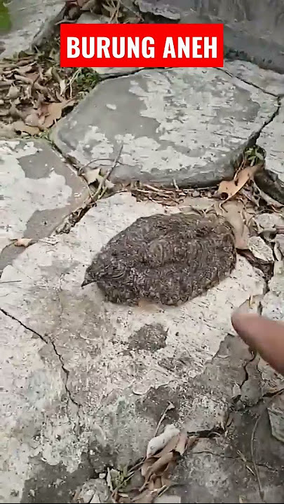 STRANGE BIRD, THE DEVIL'S CABAK