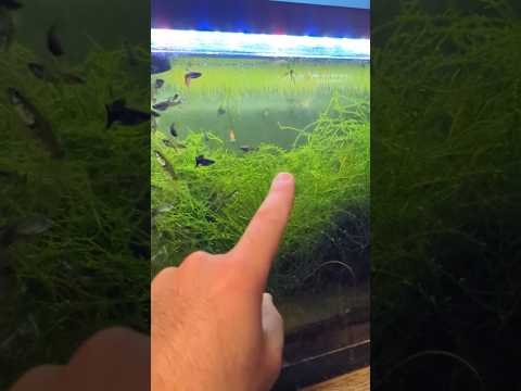 اسهل نوعين زرع لأحواض الاسماك منير ليث