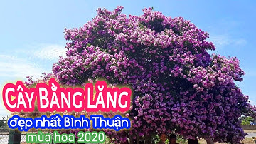 CÂY BẰNG LĂNG SIÊU ĐẸP Ở BÌNH THUẬN