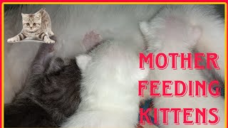 Mother cat feeding kittens her cutie  🥰 ( Persian cat )🐾 by The Cats Time 104 views 2 weeks ago 7 minutes, 31 seconds