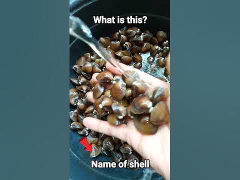 AGIHIS, KAYKAY, SMALL SHELL #shorts - YouTube