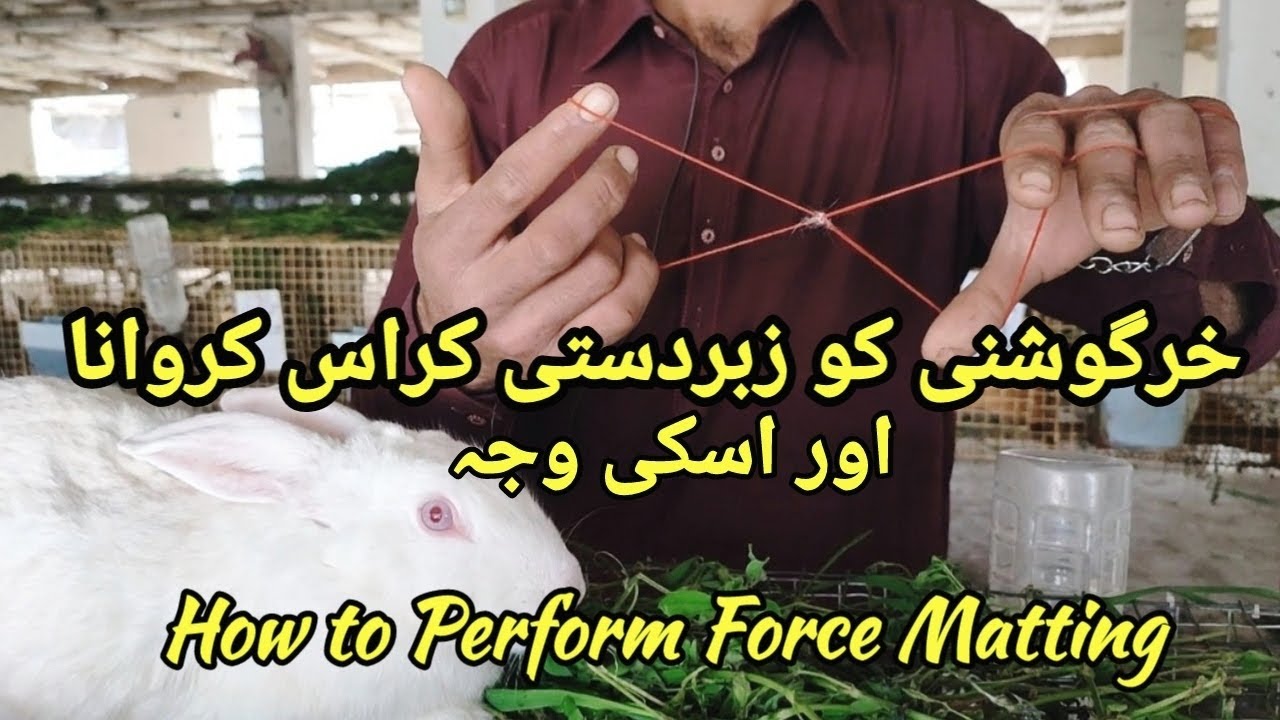 How to Force Matting a Rabbit Rubber band use for force matting