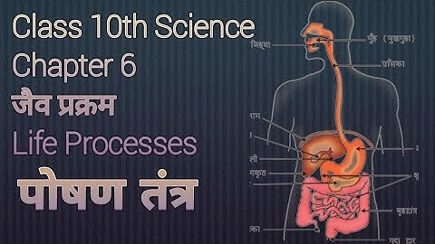 Chapter 6 जैव प्रक्रम Life Processes Class 10th Science Part 2