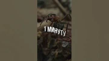 Муравей спит 250 раз в день