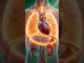 The life-saving process of mechanical ventilation #medical #anatomy #shorts