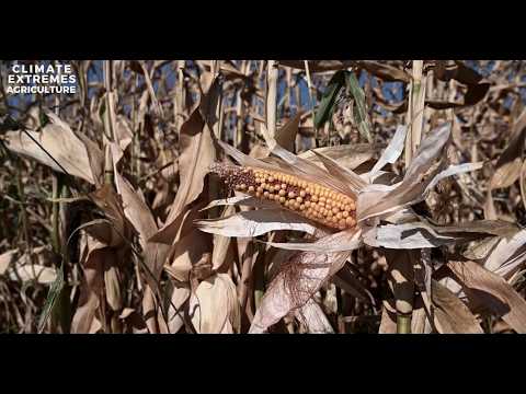 Why are concurrent global crop failures such a concern in a warming climate?