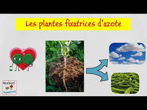 Vidéo: Le rhizobium est-il une bactérie fixatrice d'azote ?