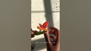 Styling / Opening a Tulip Tutorial