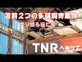 苫前２つの多頭飼育案件。広い敷地内を走り回る猫たち。