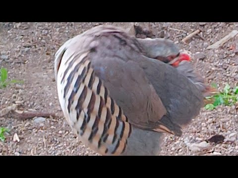 بلا عنوانشاهد الجمال صوره طيور الحجل سبحان الله طيور الحجل طيور القبج الصيد البري عشاق الطبيعة