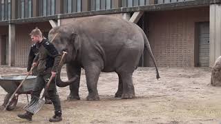 10 03 19  Zoo Berlin, Elefant