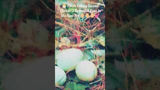 Finch Second Clutch Update | 3 Eggs in the Nest 🥚🥚🥚