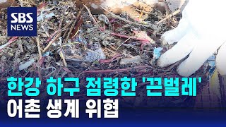 한강 하구 점령한 '끈벌레'…어촌 생계 위협 / SBS
