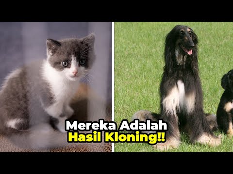 Video: Kloning Hewan Peliharaan Menjadi Komersial