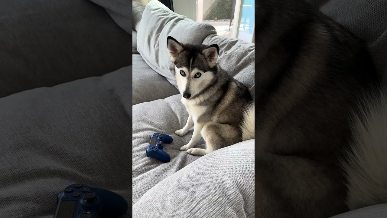Sapphie The Pomsky Plays A Video Game
