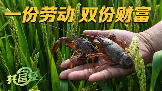 养殖能手轮番上阵，让稻田收获额外财富！他们在稻田里养殖小龙虾和螺蛳，全新的养殖模式到底有多赚钱？快来了解一下！|「共富经」20230615
