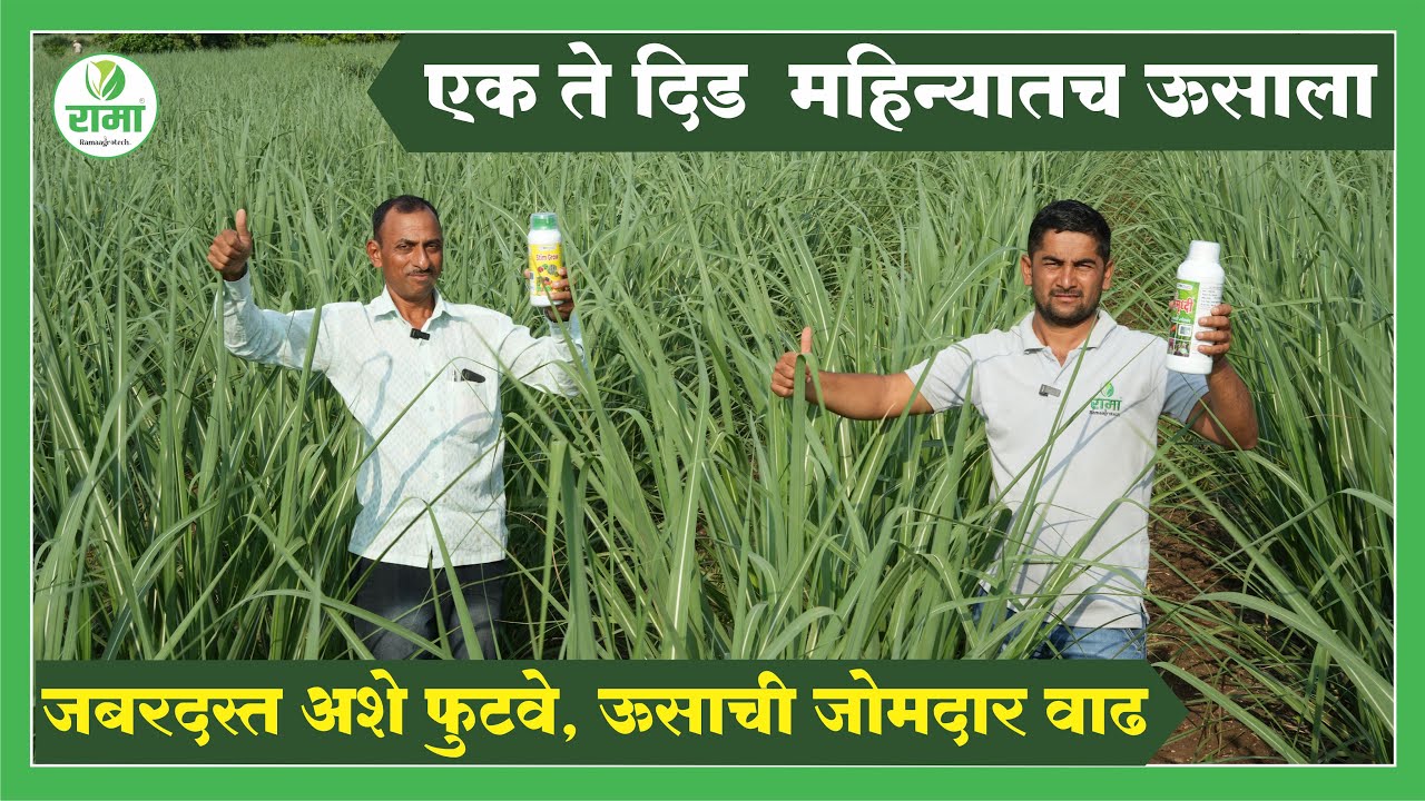 एक ते दिड  महिन्यातच ऊसाला जबरदस्त अशे फुटवे, ऊसाची जोमदार वाढ | Rama Agrotech