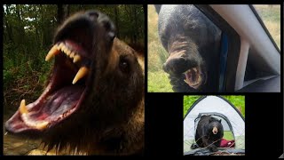 Three Bear Attacks That Will Keep You Awake At Night