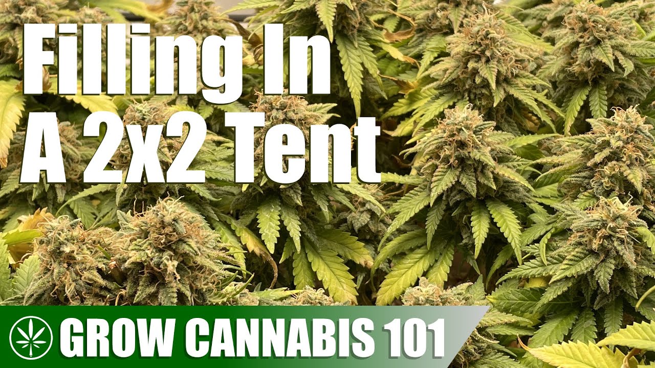Filling Out a 2x2 Tent With One Cannabis Plant