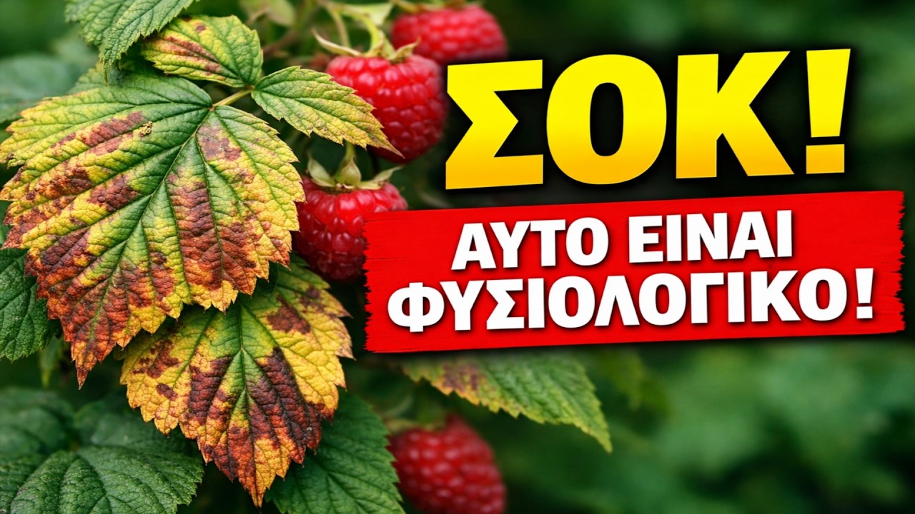 Μην καταστρέφετε τα σμέουρά σας! 😱 Αυτό που νομίζετε ότι είναι ασθένεια, είναι ΦΥΣΙΟΛΟΓΙΚΟ!