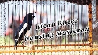 Kicau Burung Kacer Nonstop Suara Masteran