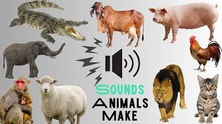 Sounds Animals Make ||  Animal Sounds || Basic English || Animal Vocabulary #animals #sounds