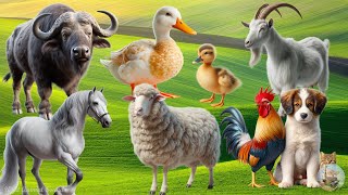 Farm Animal Sounds: Sheep, Horse, Buffalo, Duckling, Goat, Chicken - Animal Paradise