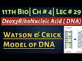 Watson & Crick Model of DNA| Structure of DNA| Contribution of Pauling| Franklin| 11th Bio| Lec # 29