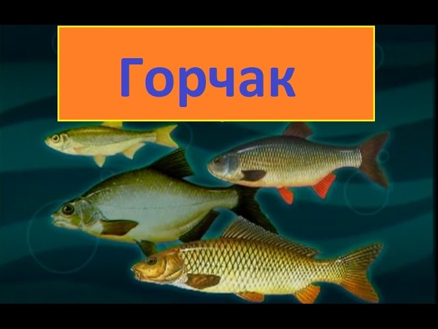 Диалоги о рыбалке -122 - Московский горчак