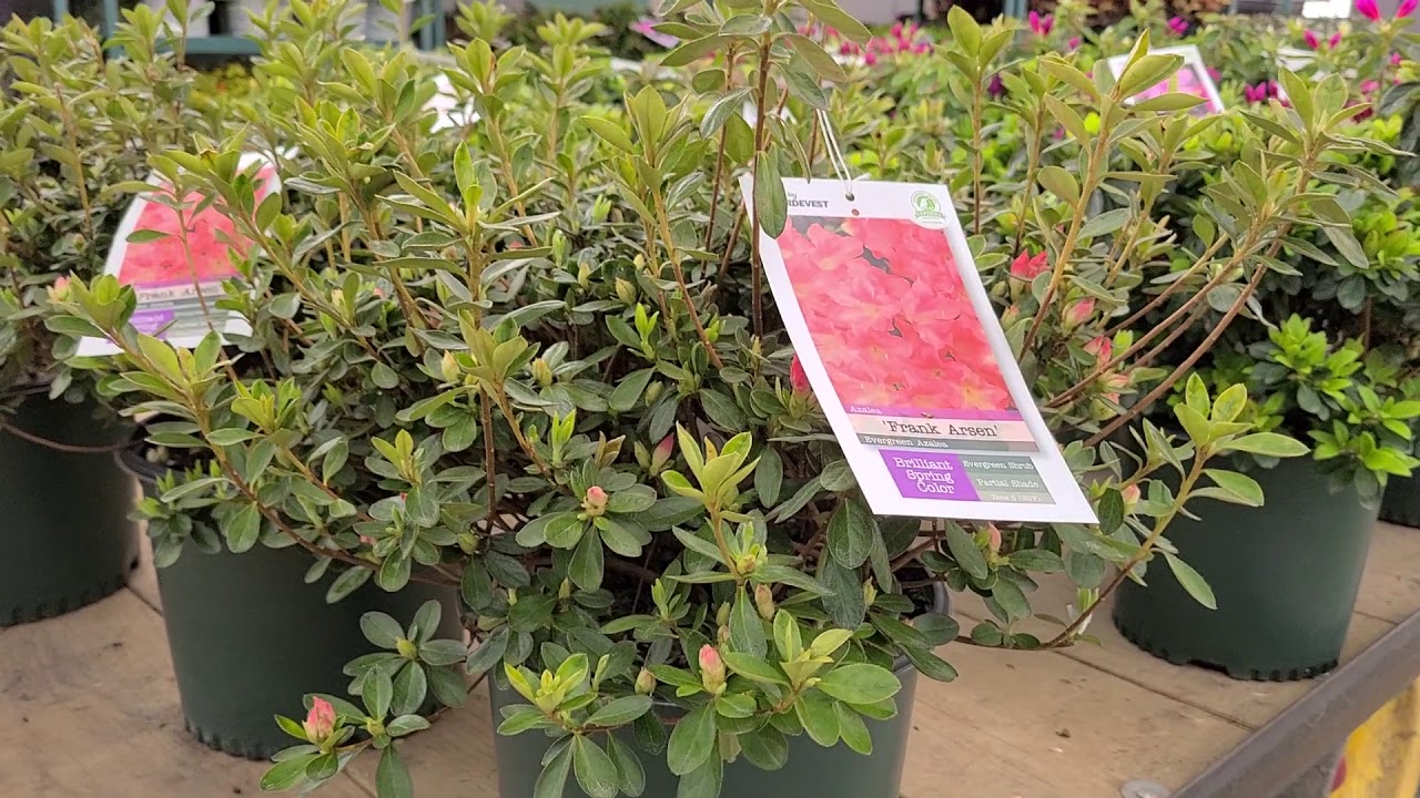 Azalea 'Frank Arsen' // Beautiful Peachy Pink🧡 Evergreen Azalea with Brilliant Spring Color