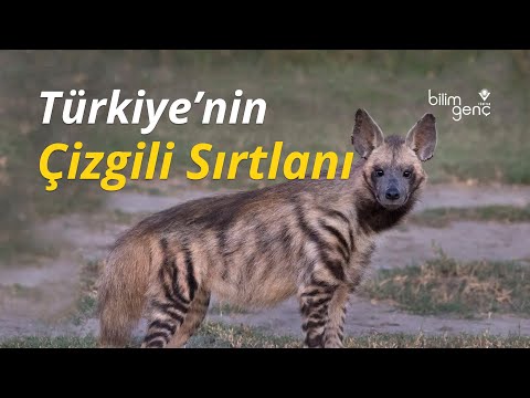 Türkiye'nin Çizgili Sırtlanı