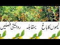 Lemon Orchard | لیموں کا باغ لگائیں اور لاکھوں کمائیں -- تفصیل اس پروگرام میں دیکھیں