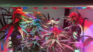 SuperCloset SuperLocker Review and Grow Journal: Day 71, Flower 46 Black Jack Clone Big Buds 420