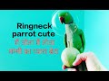 Mitthu and lalli shorts live hai || स्वागत अभिनंदन यूट्यूब फैमिली 🙏💞🦜💞🐦🌹🦜 राधे राधे राधे राधे