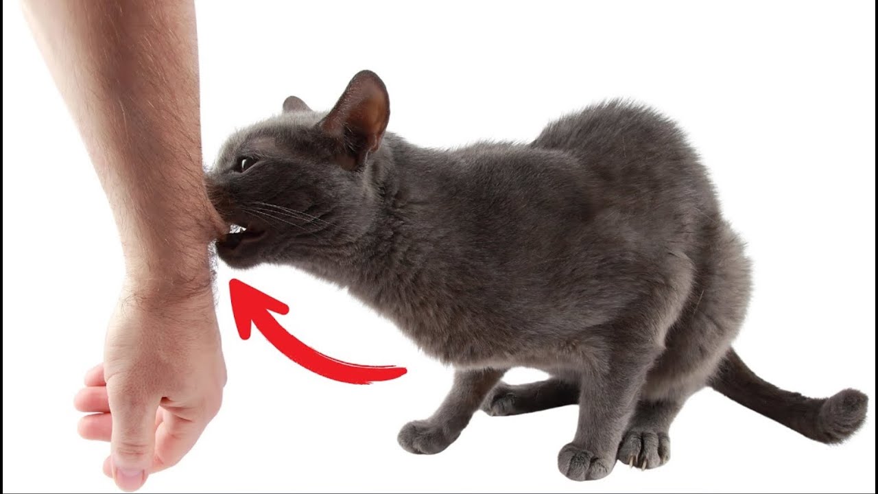 Les 13 Signes Que Ton Chat T'a Choisi Pour (TOUJOURS)