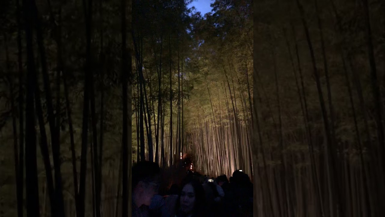 Arashiyama Bamboo Grove at night Kyoto YouTube